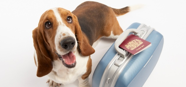 Emmener son chien en voyage à l’étranger, quelles formalités ?